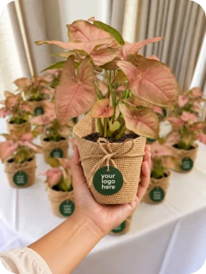 Pink Syngonium Plant – Customised Bulk Gift