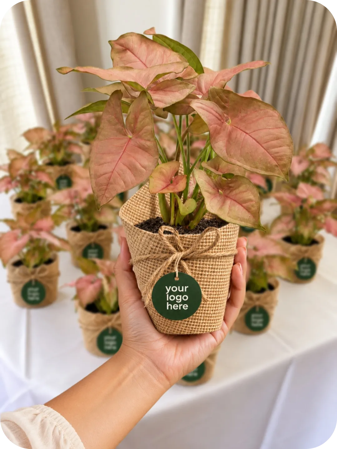 Pink Syngonium Plant – Customised Bulk Gift 1 Pink Syngonium Plant – Customised Bulk Gift