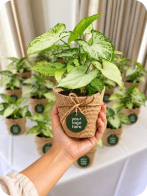 Green Syngonium Plant – Customised Bulk Gift