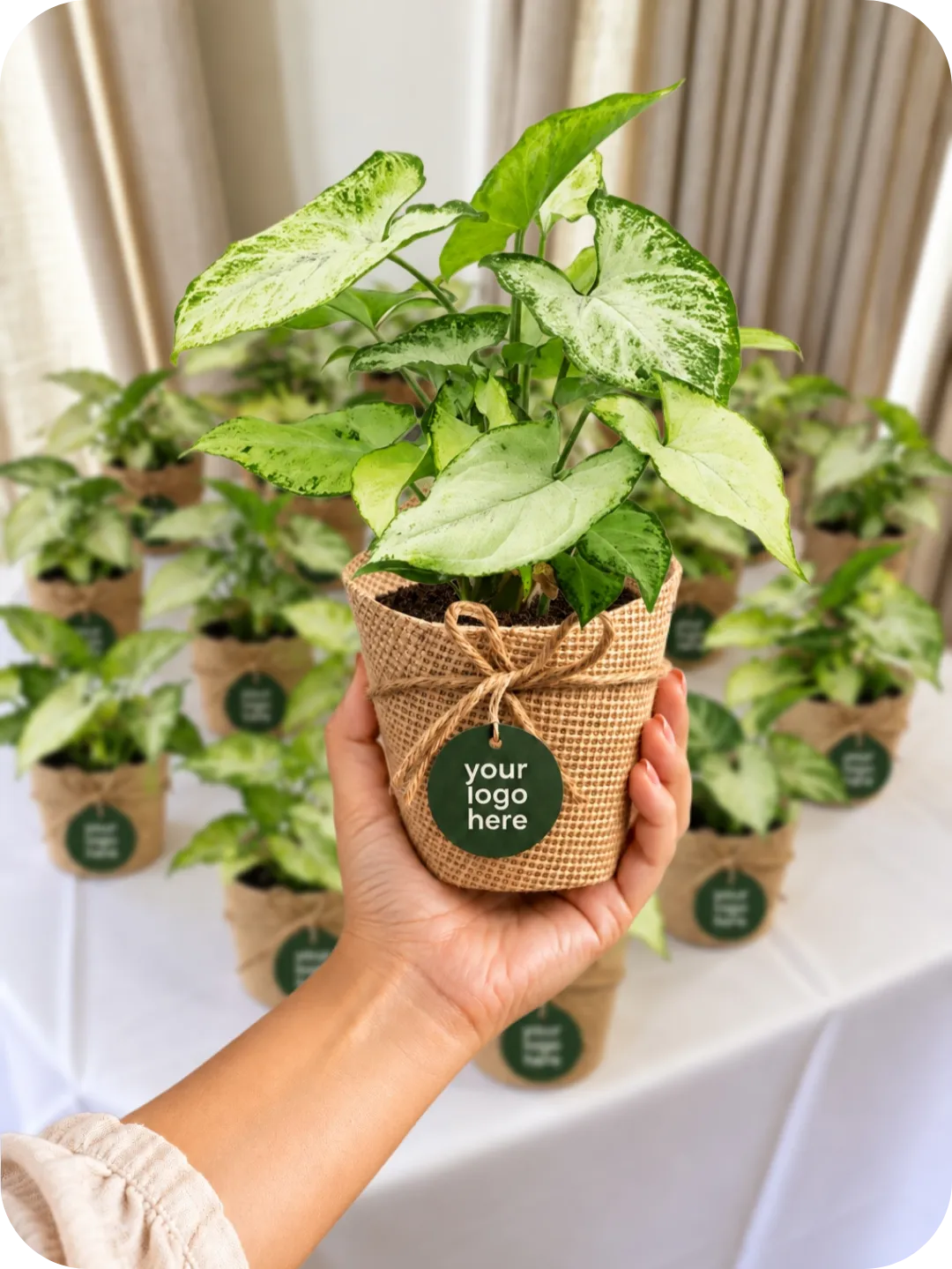 Green Syngonium Plant – Customised Bulk Gift 1 Green Syngonium Plant – Customised Bulk Gift